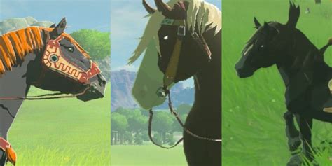 breath of the wild best horse.